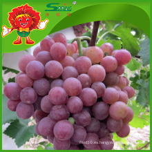 2015 rojo uvas globales baratos uvas rojas